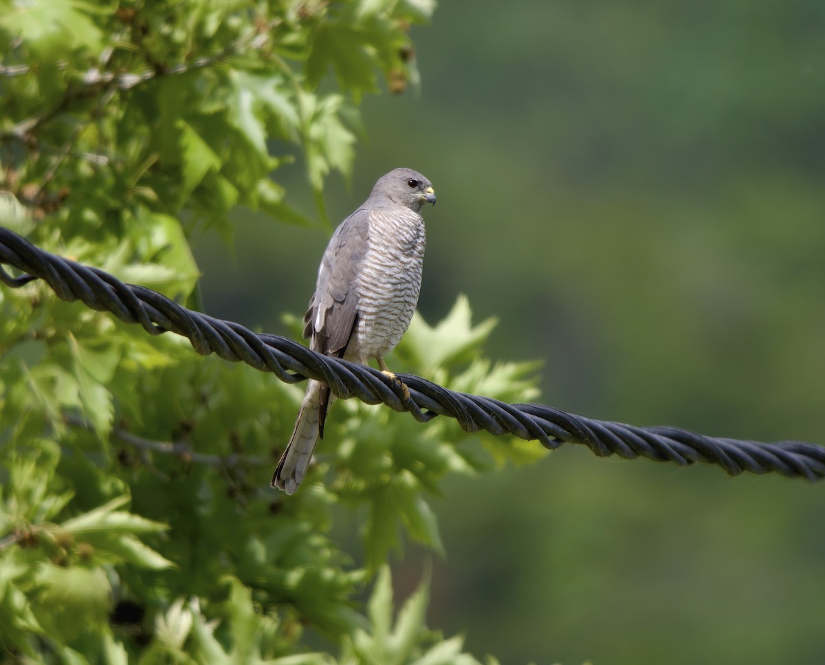 Levant Sparrowhawk - ML636240446