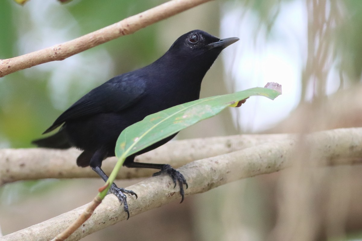 Black Catbird - ML636240567