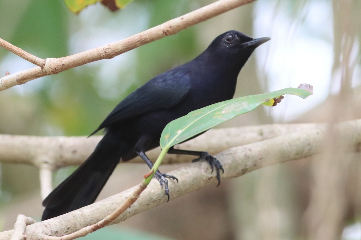 Black Catbird - ML636240568