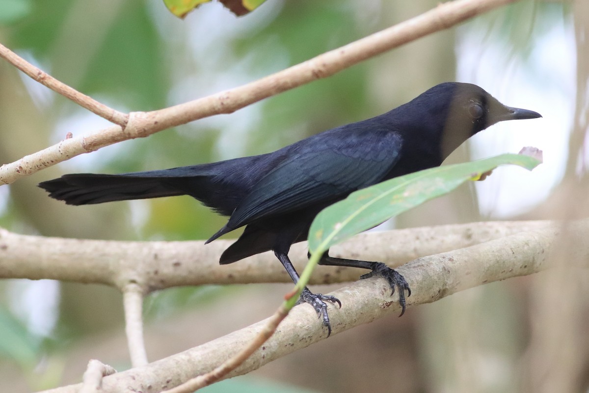 Black Catbird - ML636240569