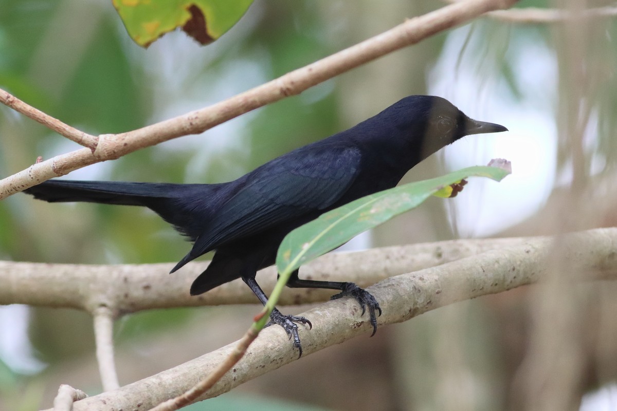 Black Catbird - ML636240570