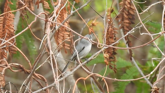 Cuban Gnatcatcher - ML636240613