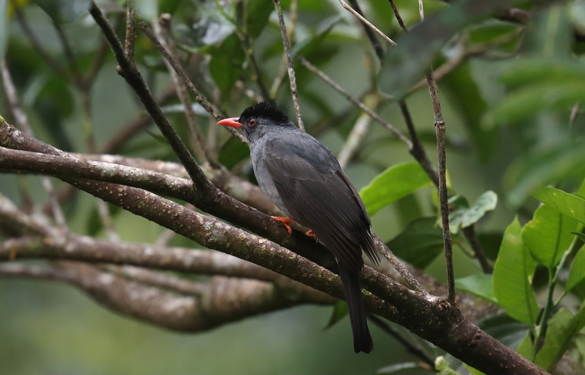Square-tailed Bulbul - ML636240630