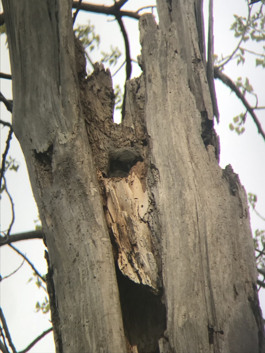 Great Horned Owl - ML636240673
