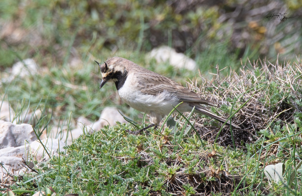 Horned Lark - ML636240829
