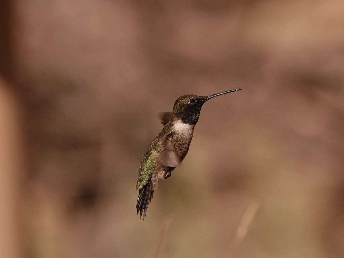 Black-chinned Hummingbird - ML636240835