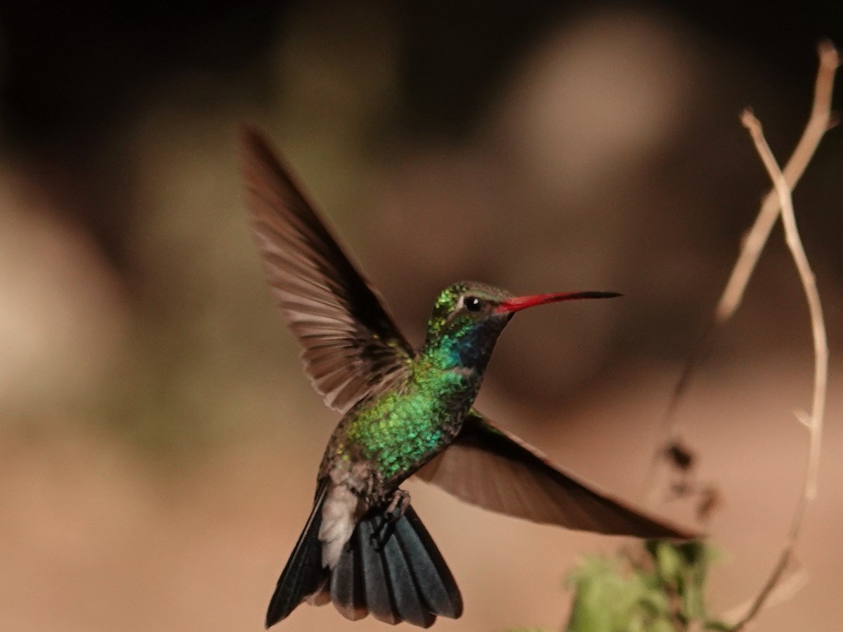 Broad-billed Hummingbird - ML636240851