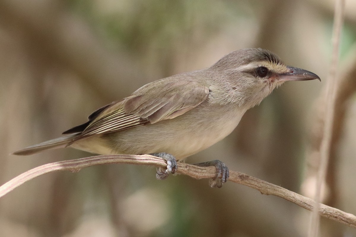 Yucatan Vireo - ML636240855