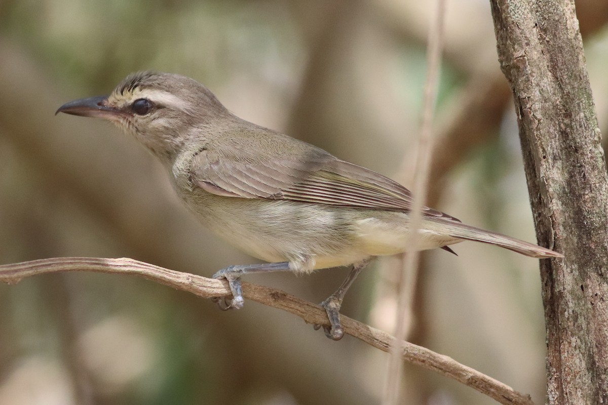 Yucatan Vireo - ML636240857