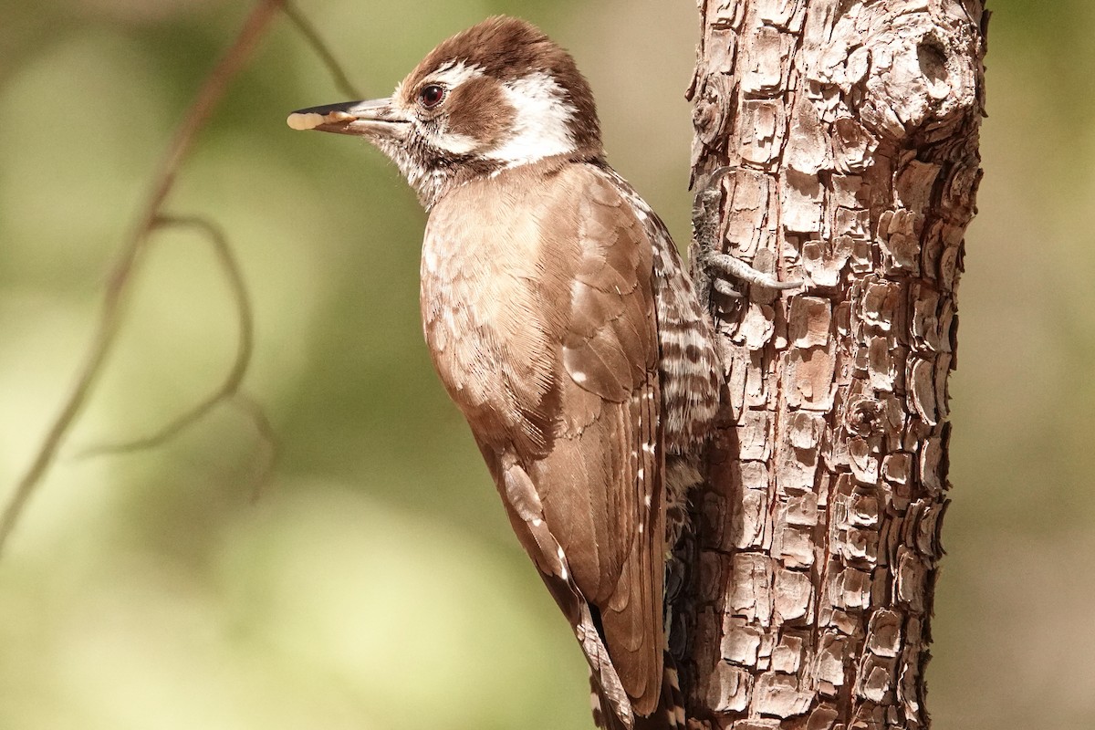Arizona Woodpecker - ML636240875