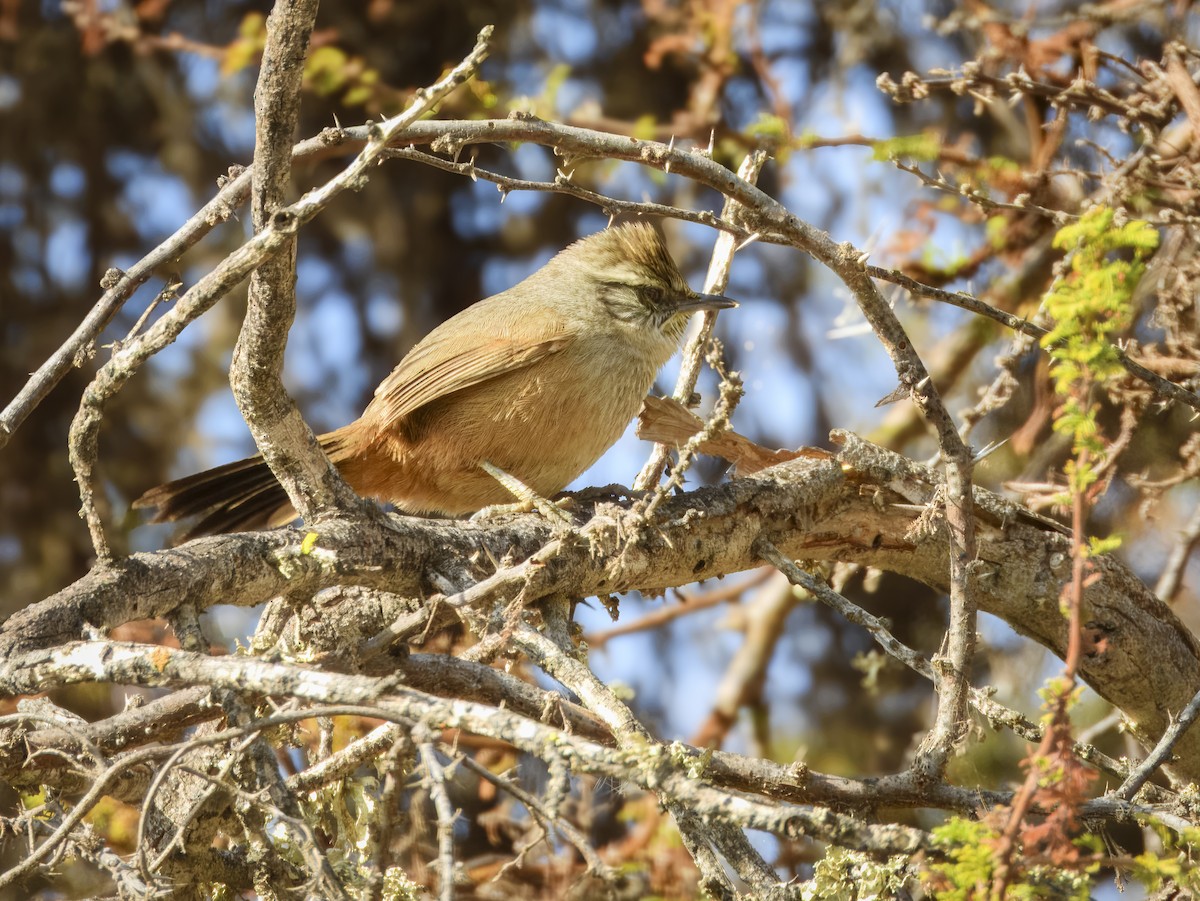 Dusky-tailed Canastero - ML636240877