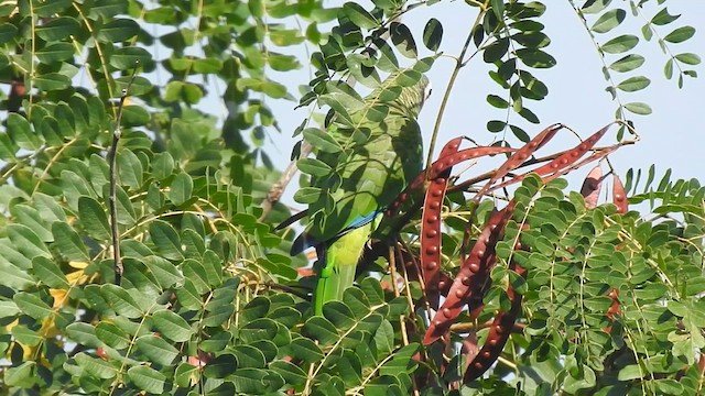 kubaamazon (leucocephala) - ML636240926