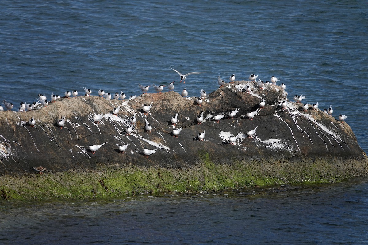 Roseate Tern - ML636240927