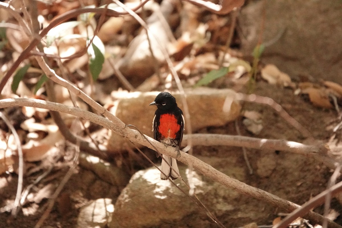 Painted Redstart - ML636240948