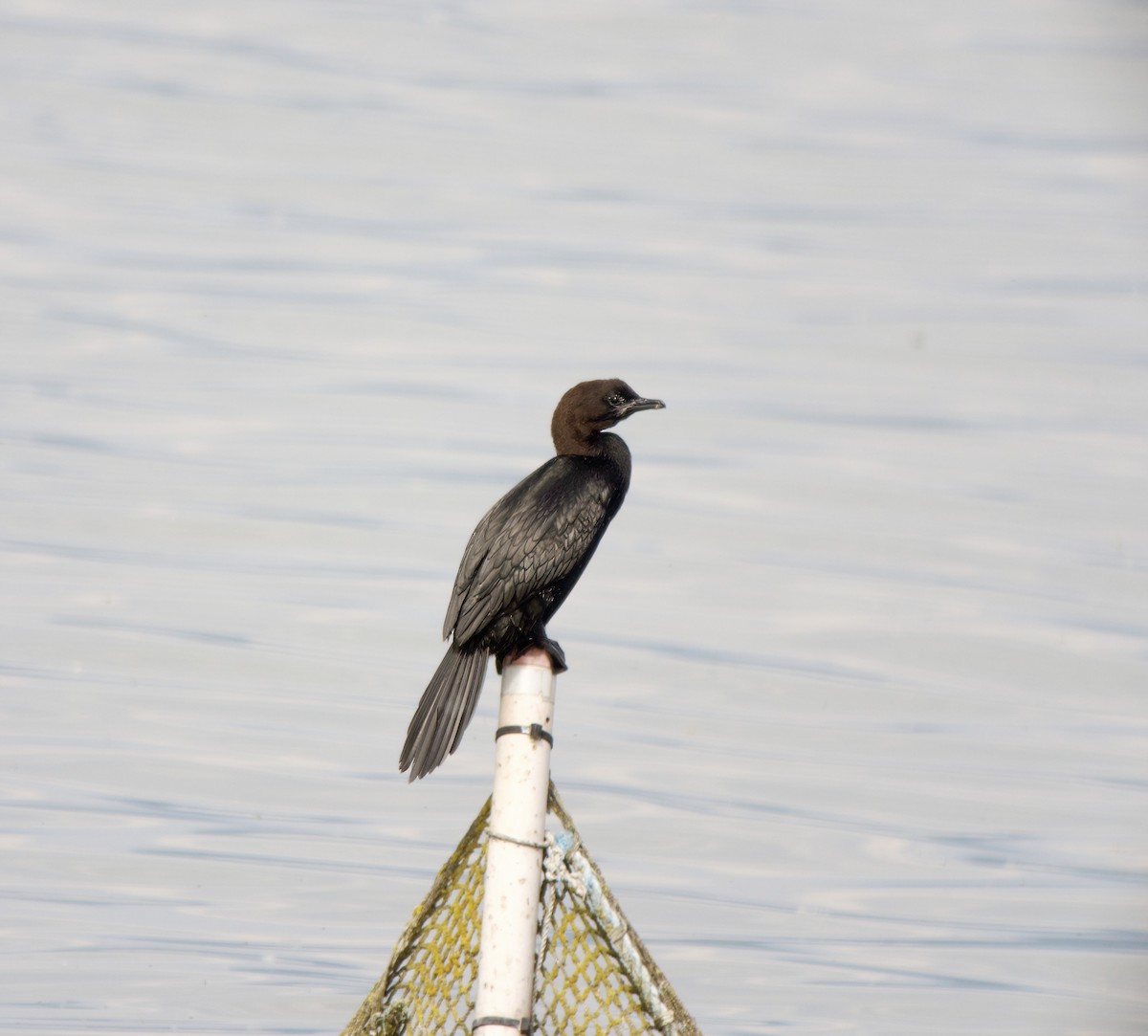 Pygmy Cormorant - ML636240986