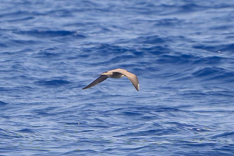 Long-tailed Jaeger - ML636241041