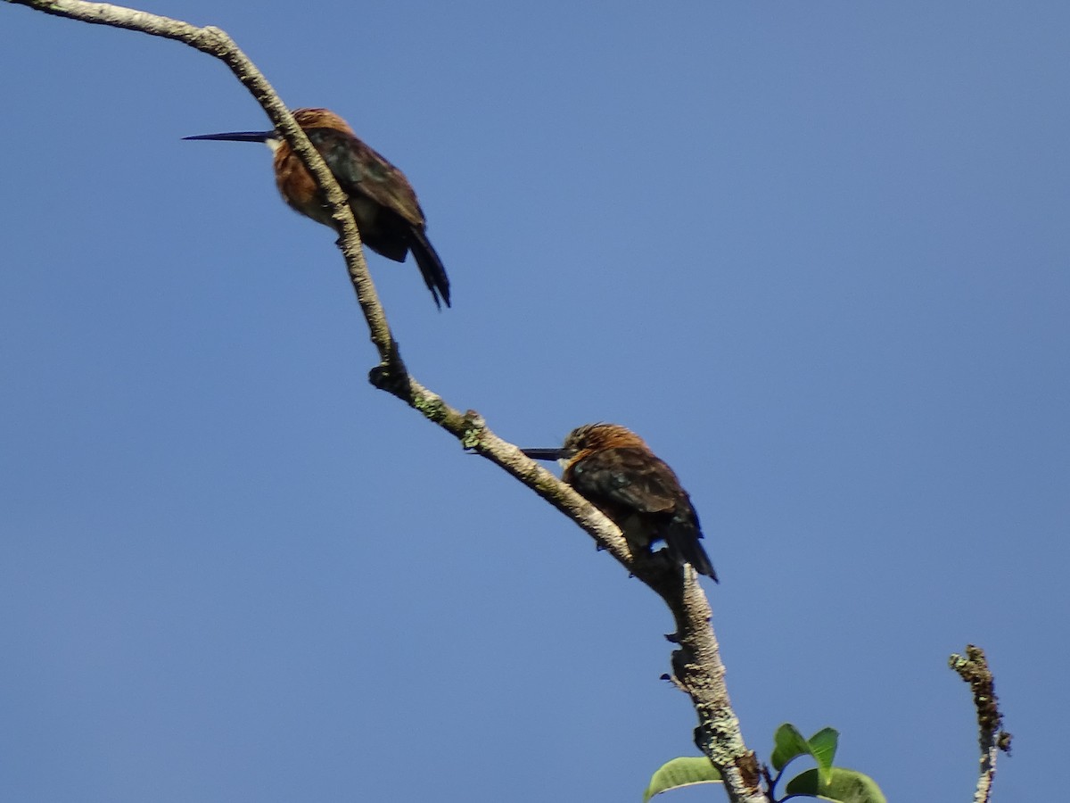 Brown Jacamar - ML636241042