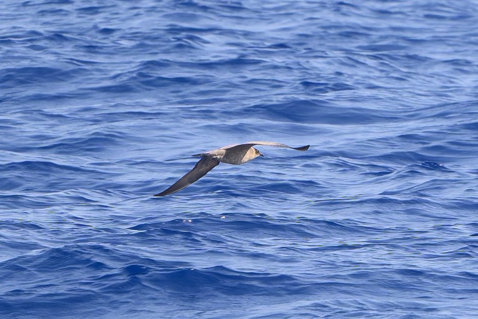 Long-tailed Jaeger - ML636241043