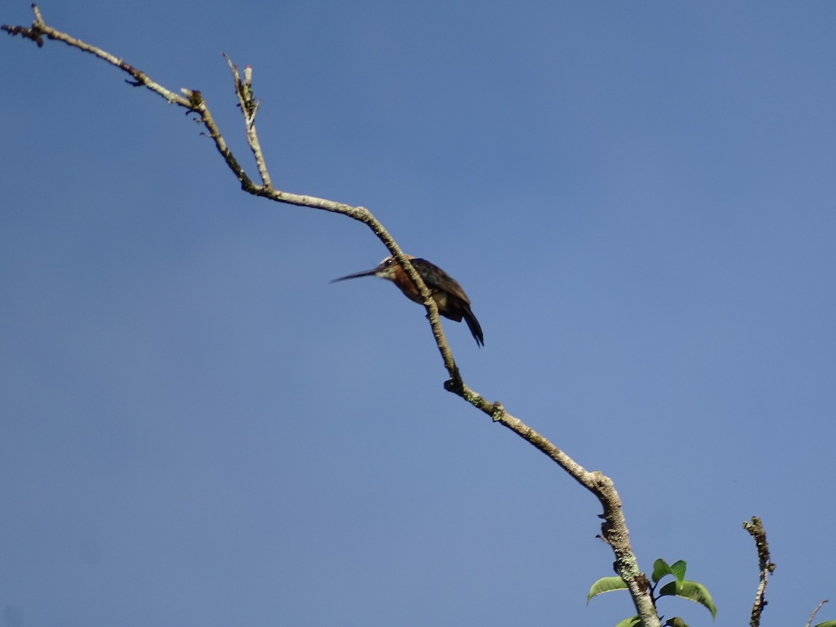 Brown Jacamar - ML636241045