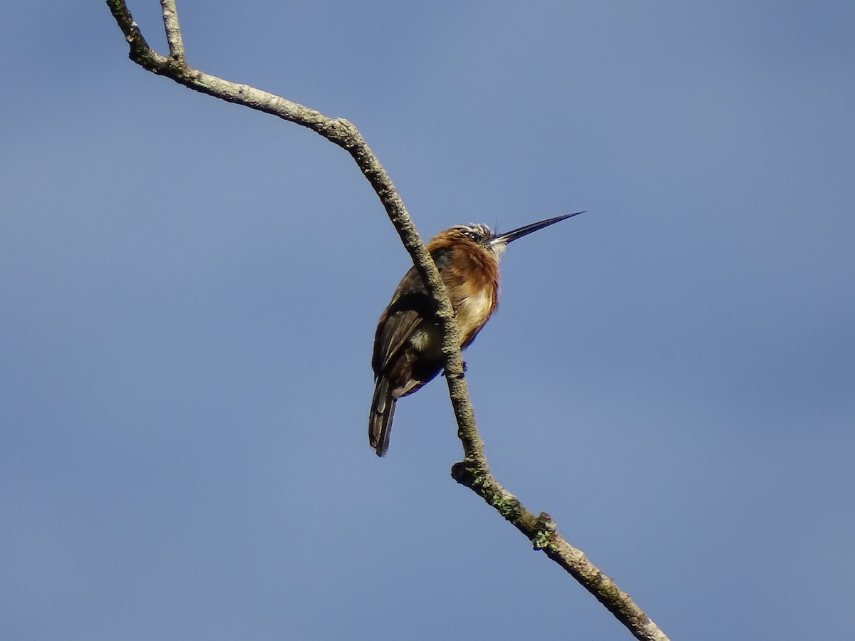 Brown Jacamar - ML636241050