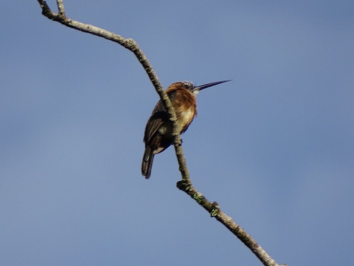 Brown Jacamar - ML636241053