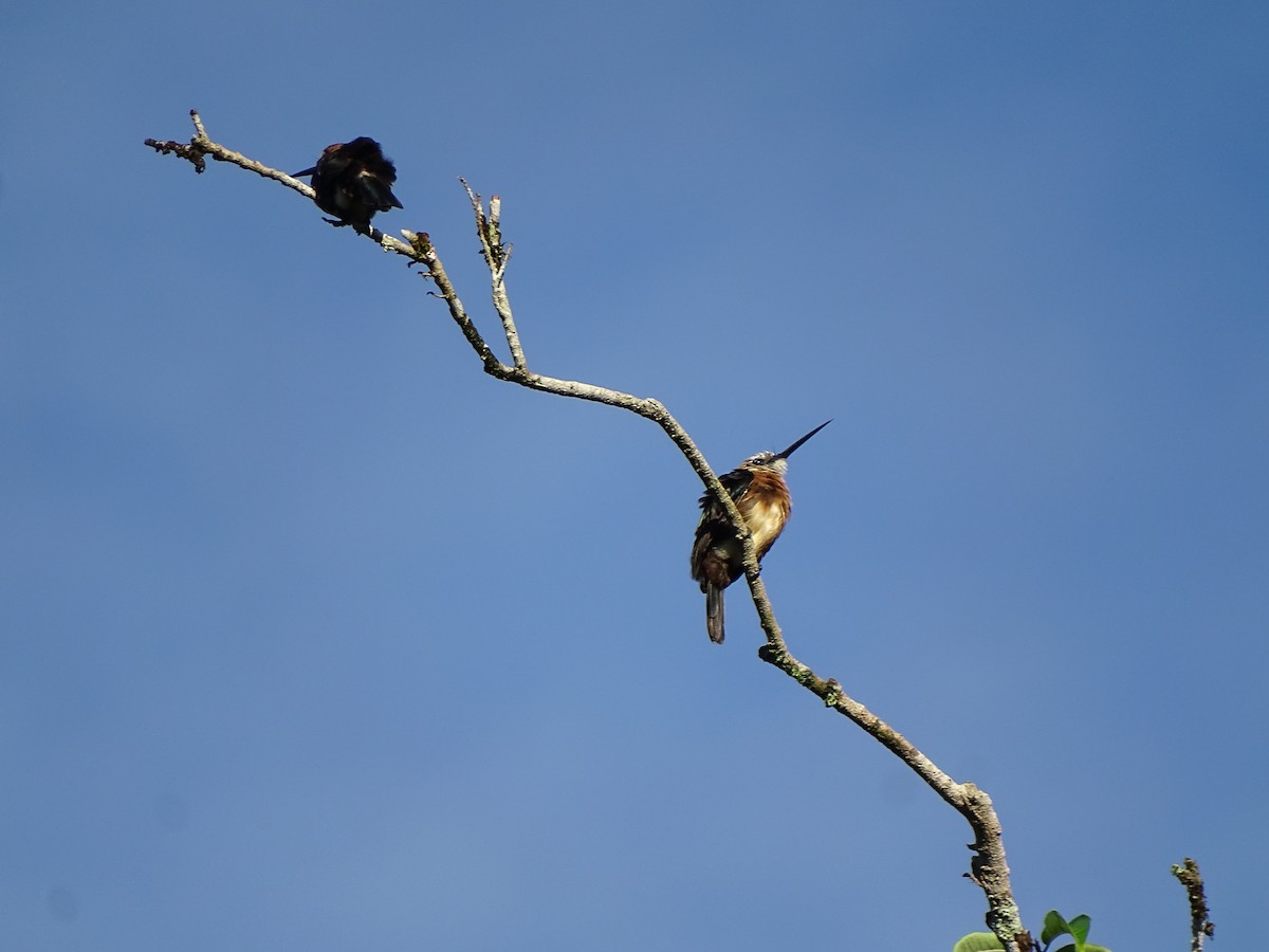Brown Jacamar - ML636241060