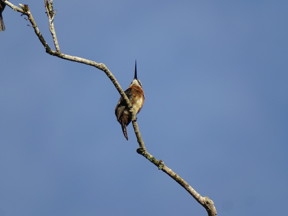 Brown Jacamar - ML636241064