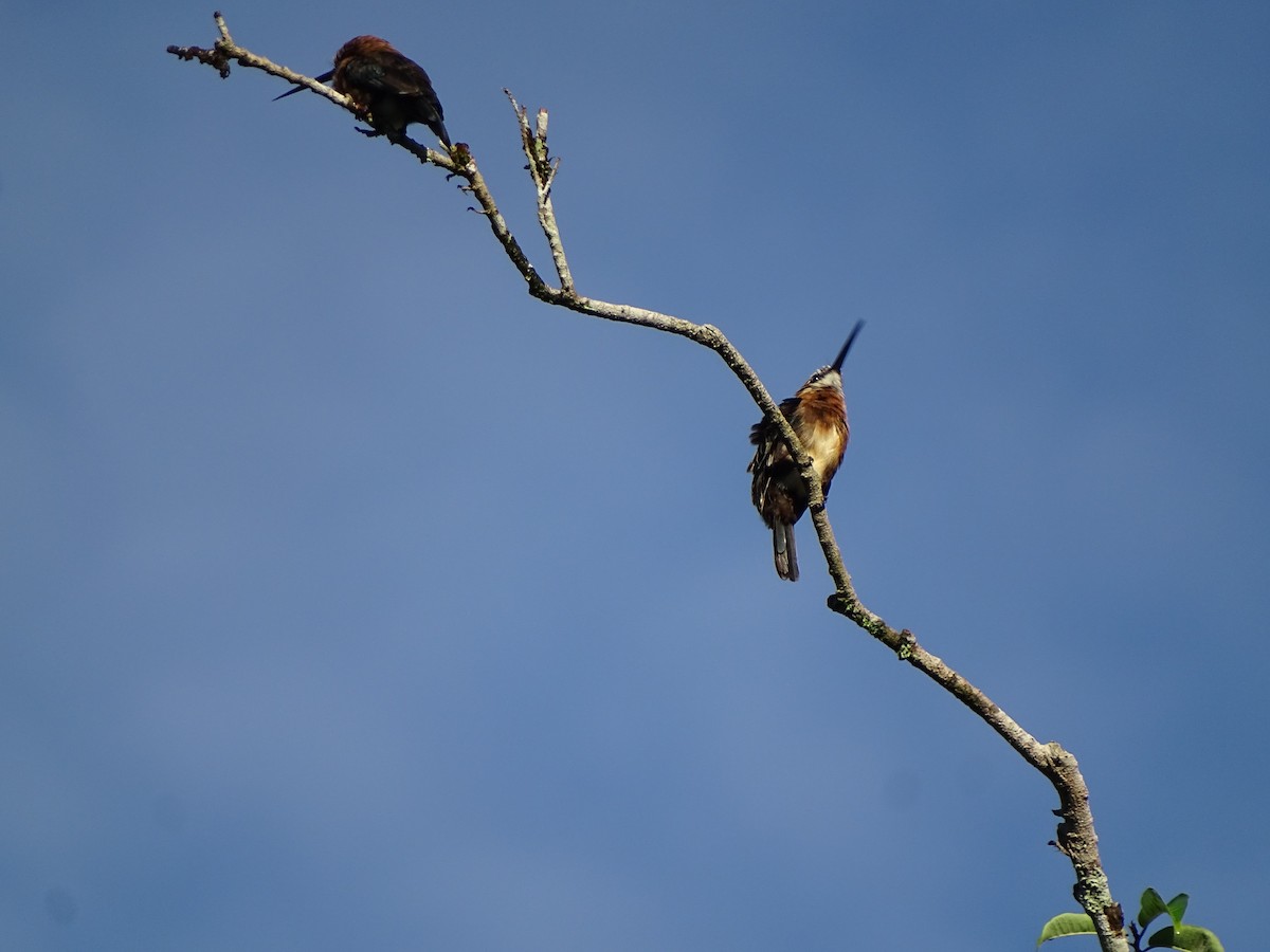 Brown Jacamar - ML636241072