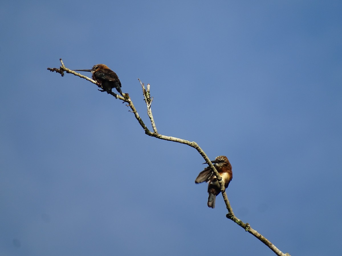 Brown Jacamar - ML636241073