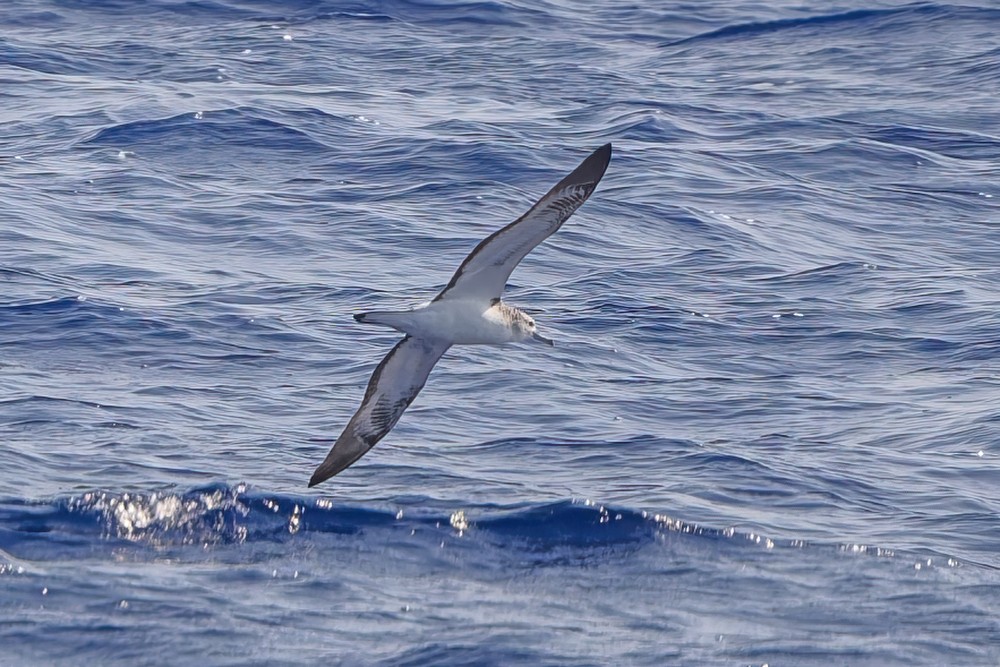 Streaked Shearwater - ML636241076