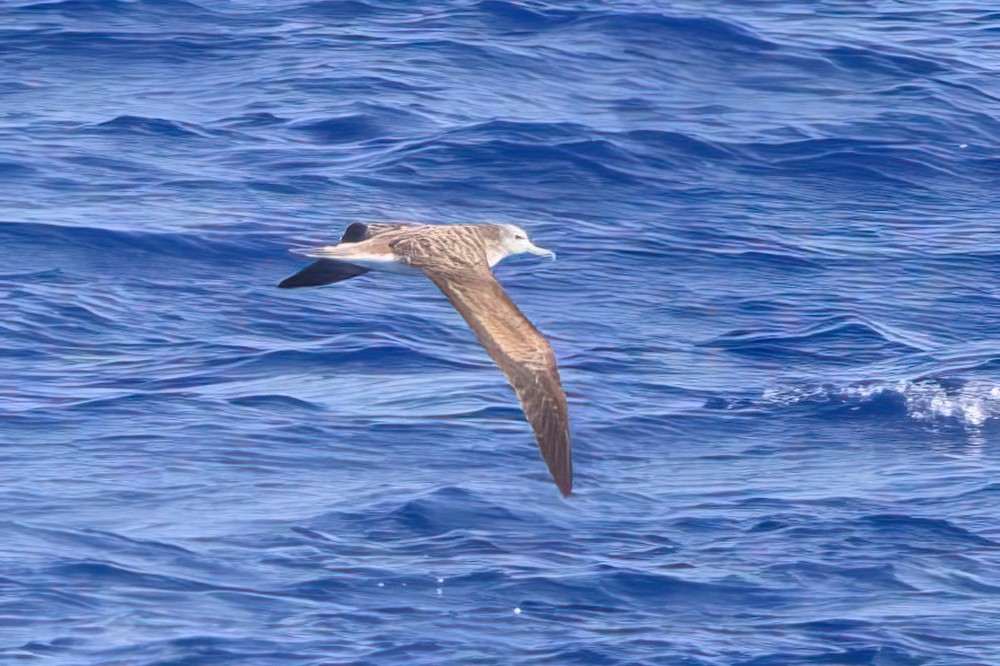 Streaked Shearwater - ML636241077