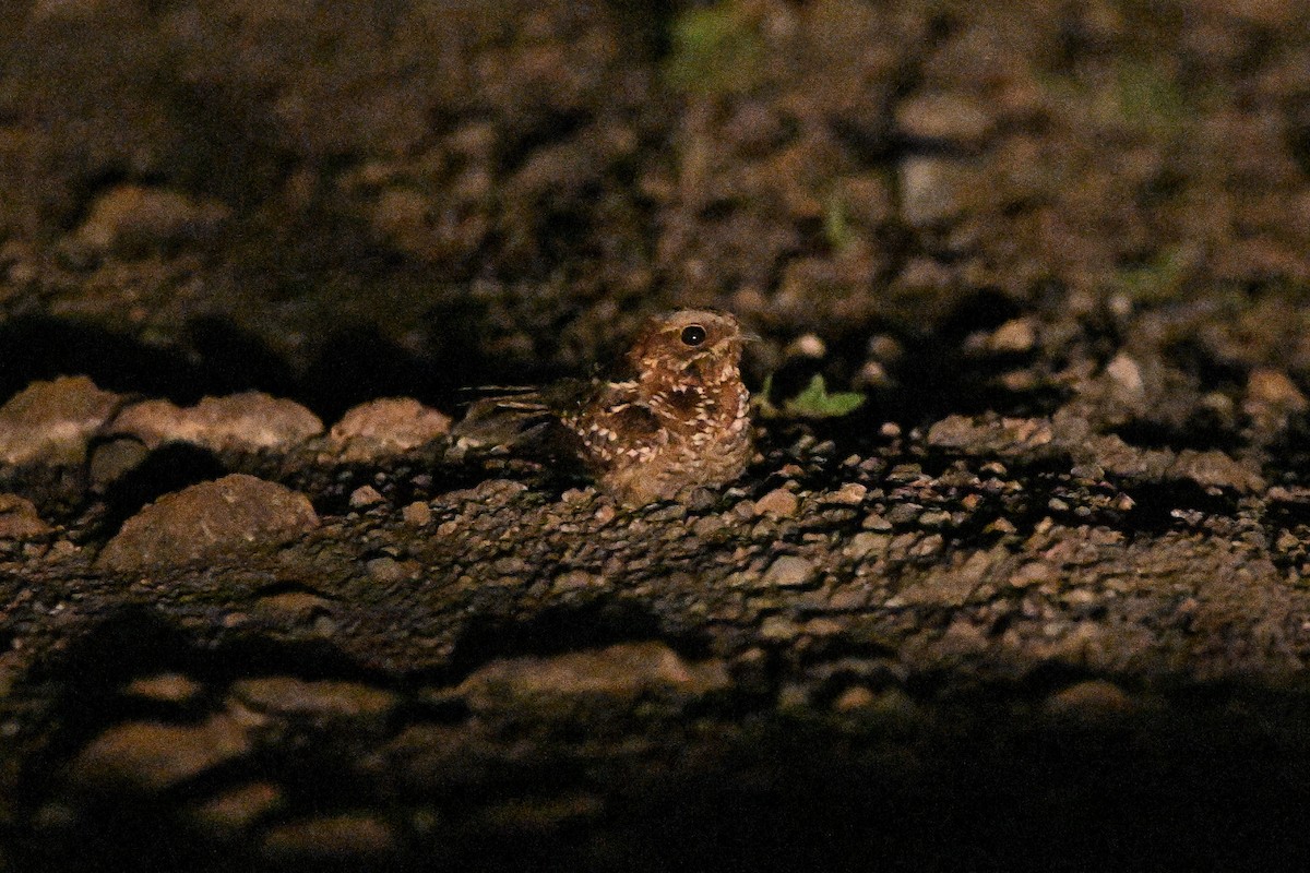 Donaldson Smith's Nightjar - ML636241138