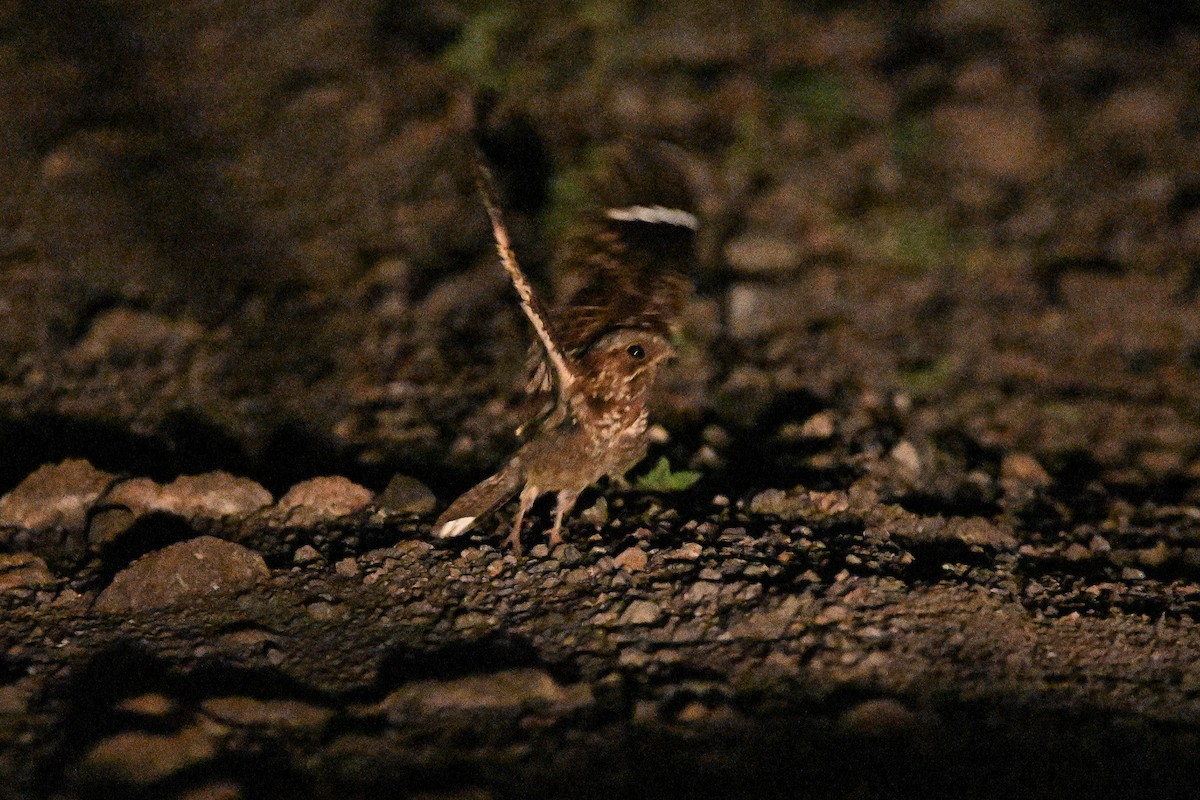 Donaldson Smith's Nightjar - ML636241148