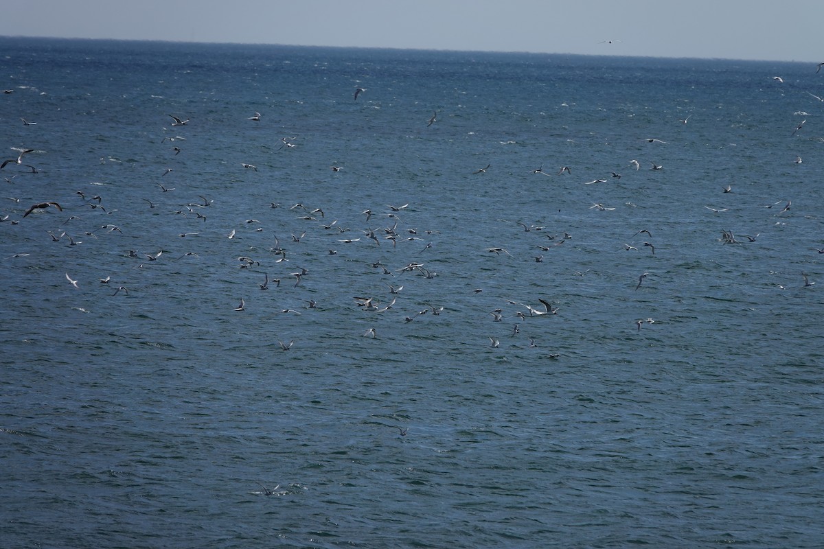 Roseate Tern - ML636241169