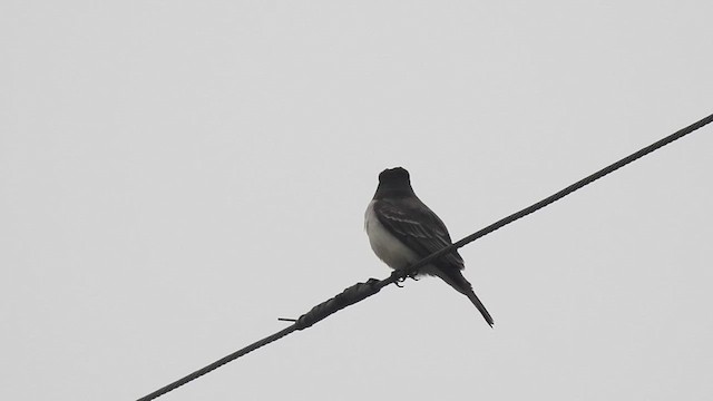 Giant Kingbird - ML636241181