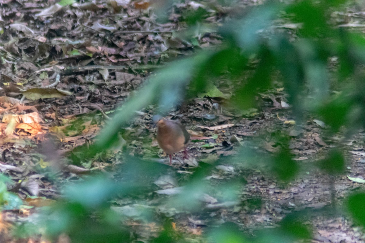Gray-headed Dove - ML636241184