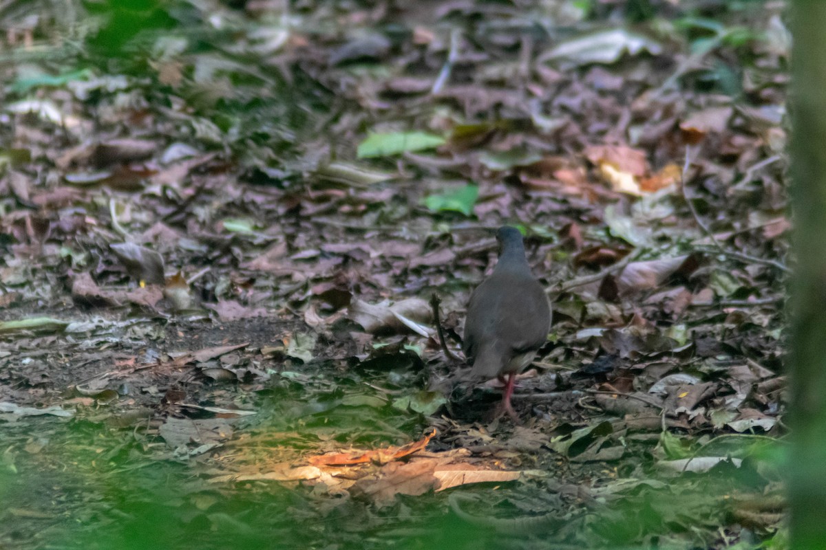Gray-headed Dove - ML636241186
