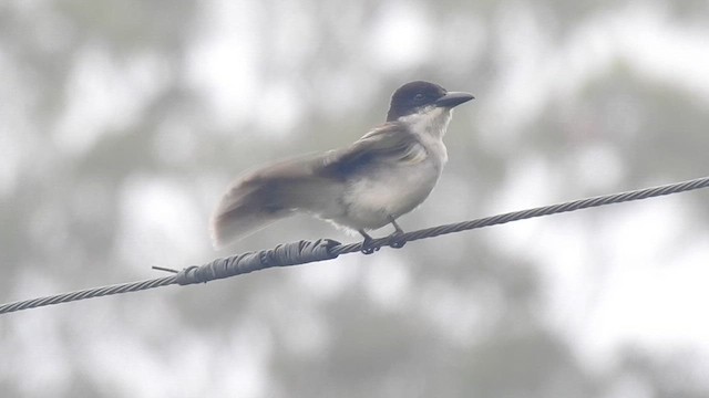 Giant Kingbird - ML636241198