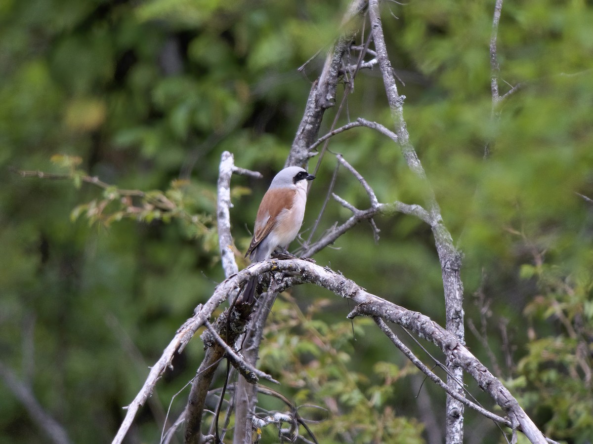 Red-backed Shrike - ML636241337