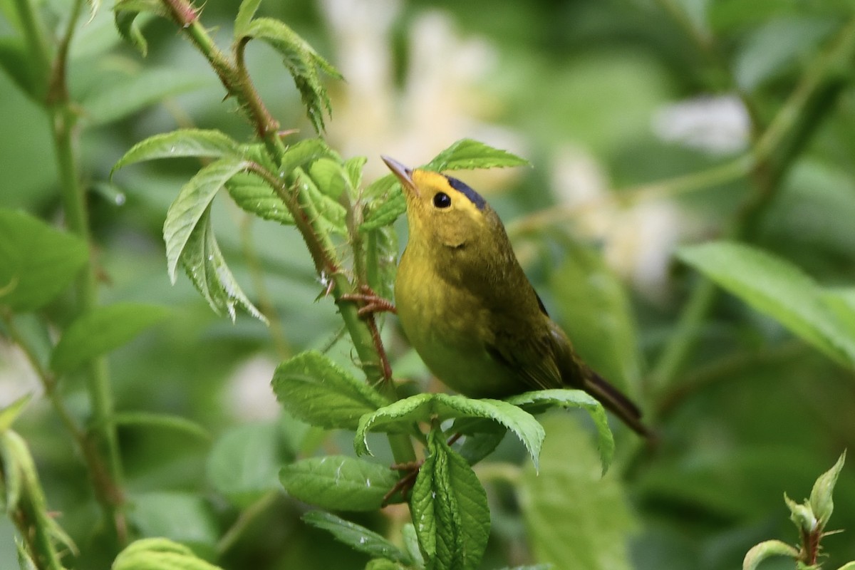 Wilson's Warbler - ML636241428