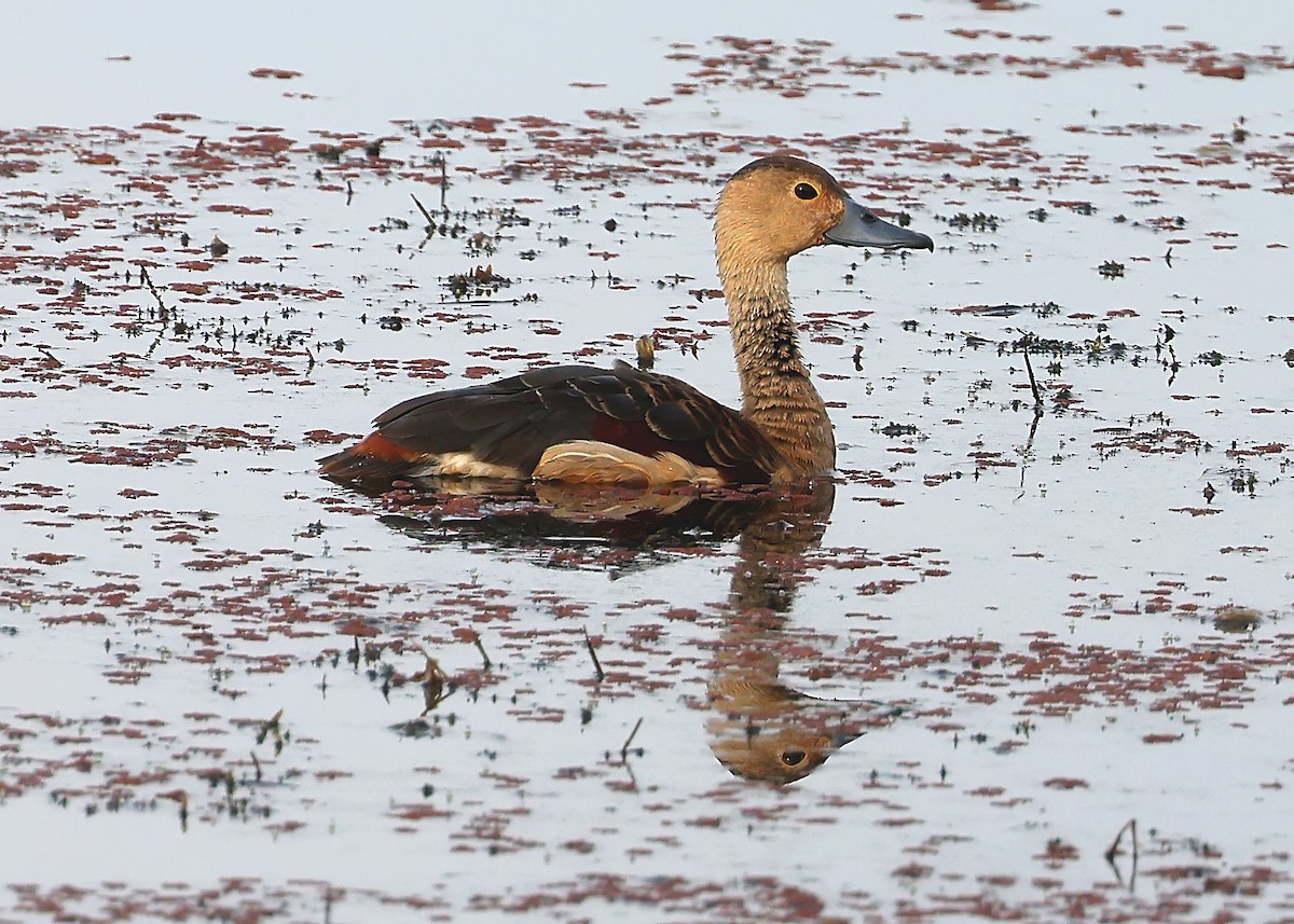 Lesser Whistling-Duck - ML636241437
