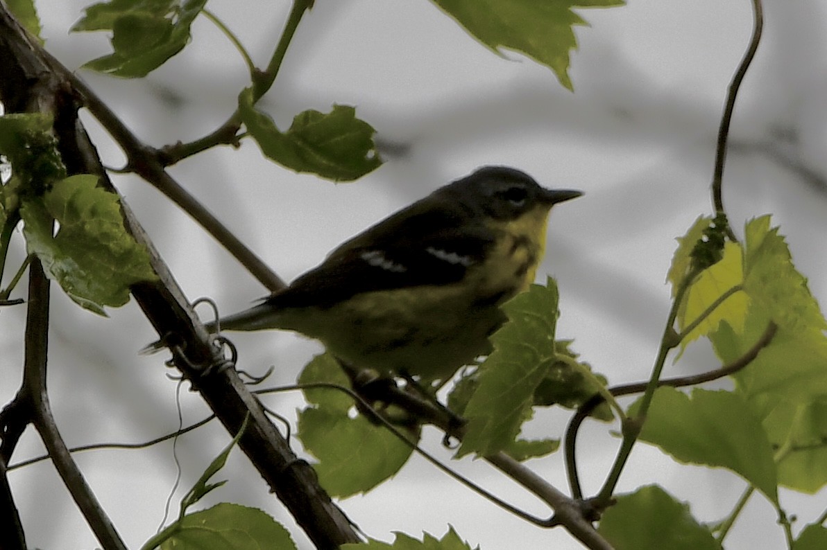 Magnolia Warbler - ML636241441