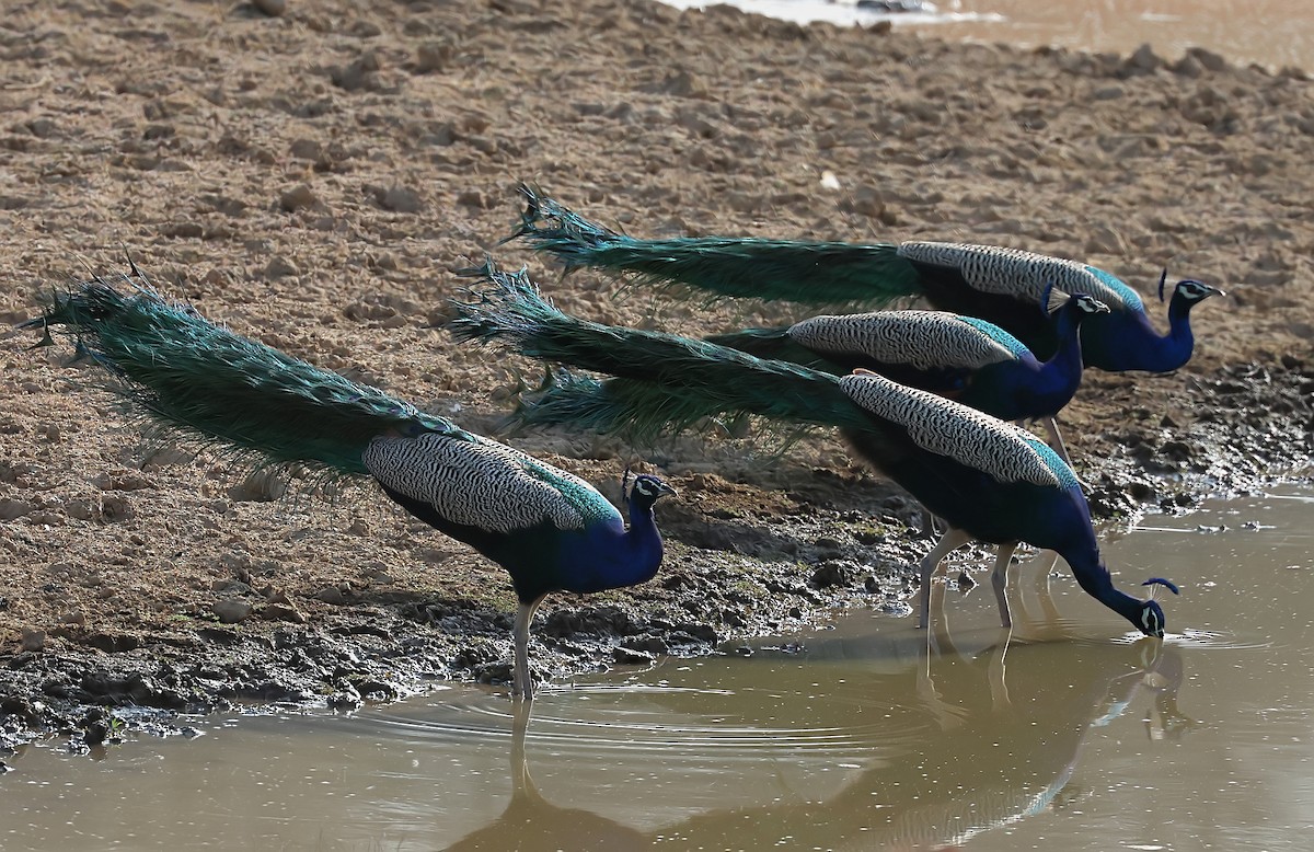 Indian Peafowl - ML636241445