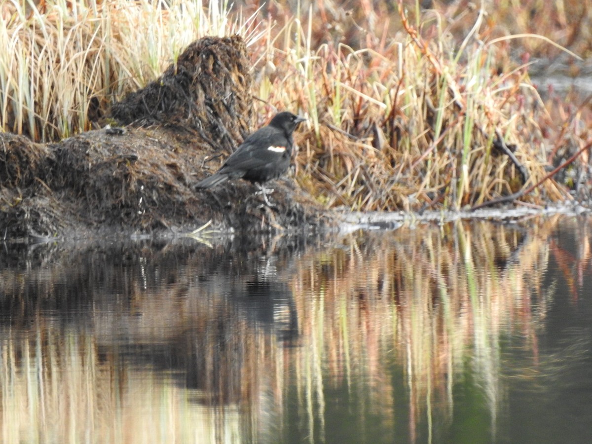 Red-winged Blackbird - ML636241449