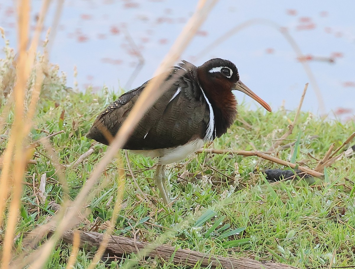 Greater Painted-Snipe - ML636241459