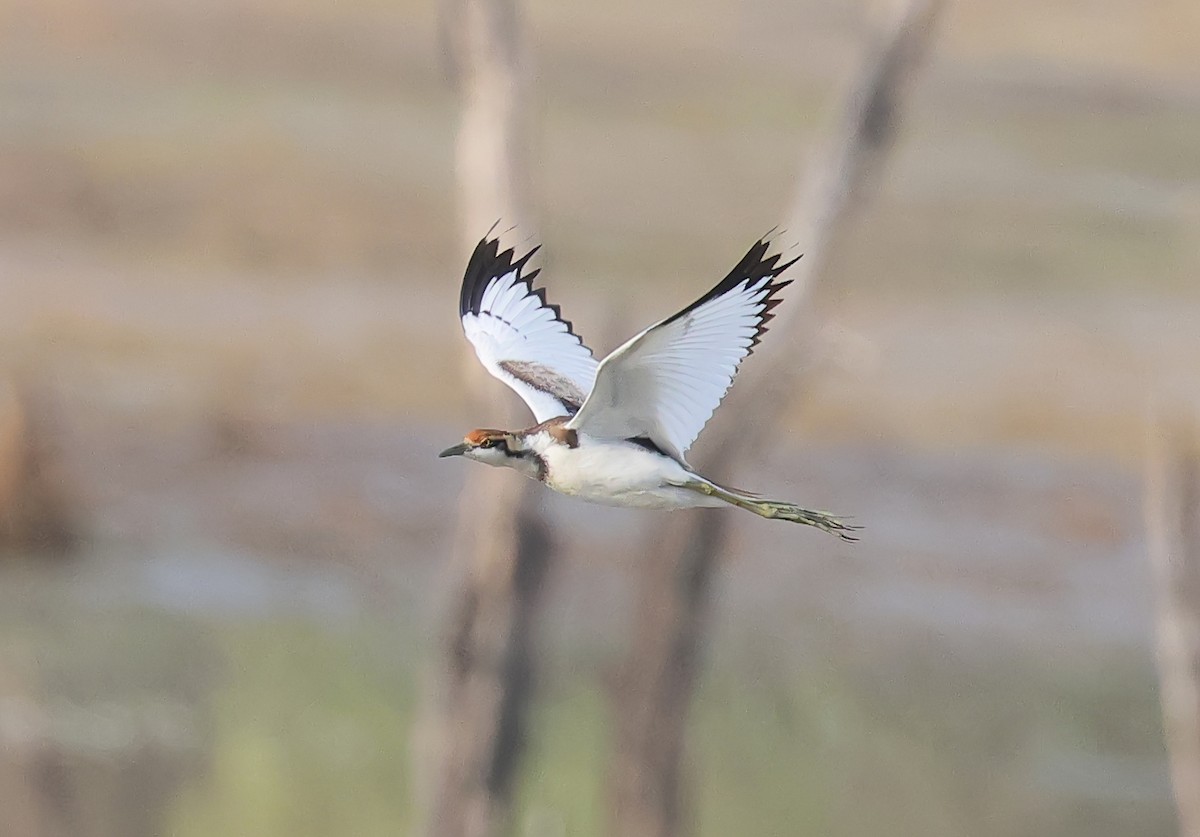 Pheasant-tailed Jacana - ML636241467