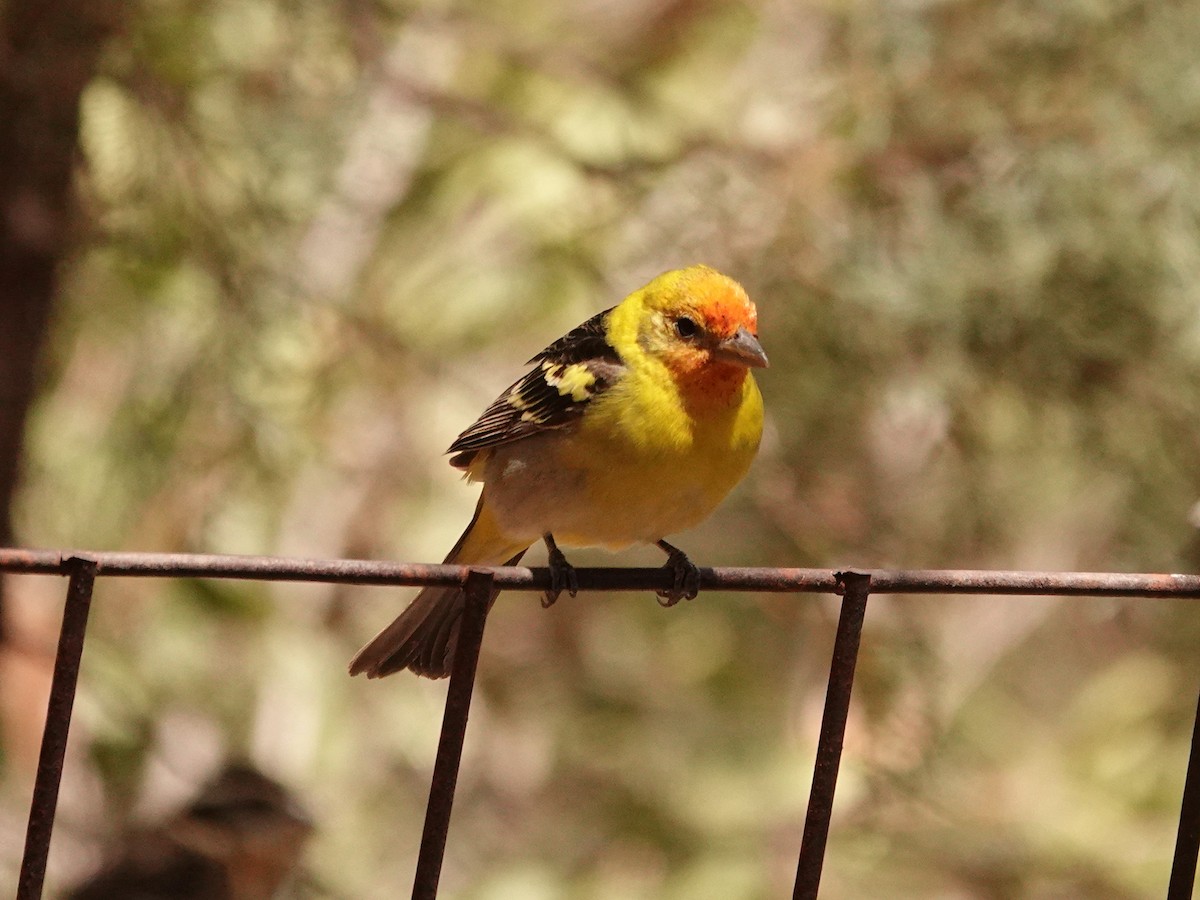 Western Tanager - ML636241497