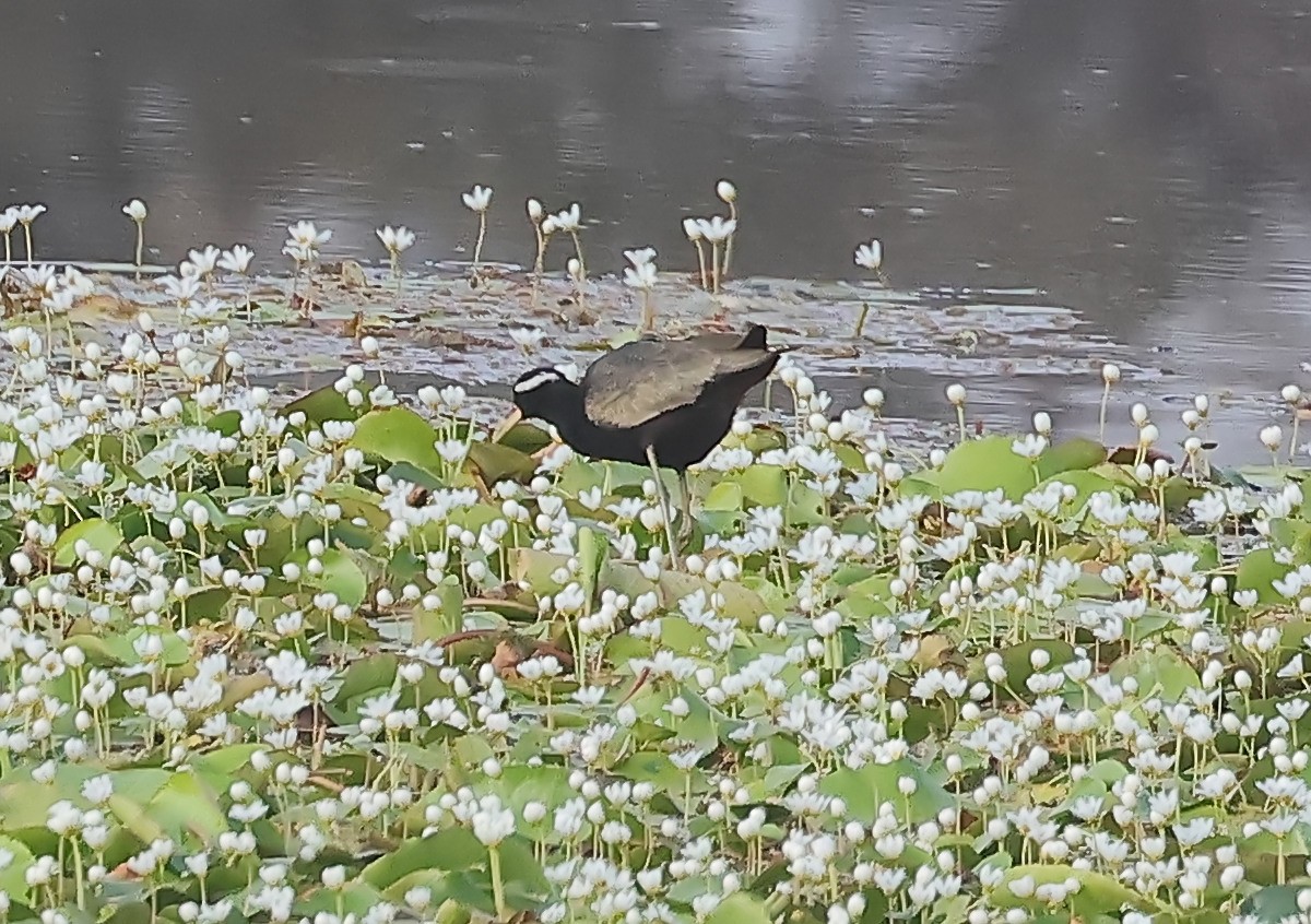 Bronze-winged Jacana - ML636241503