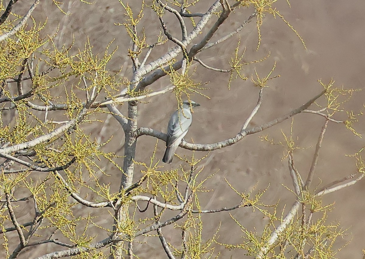 Indian Cuckooshrike - ML636241560