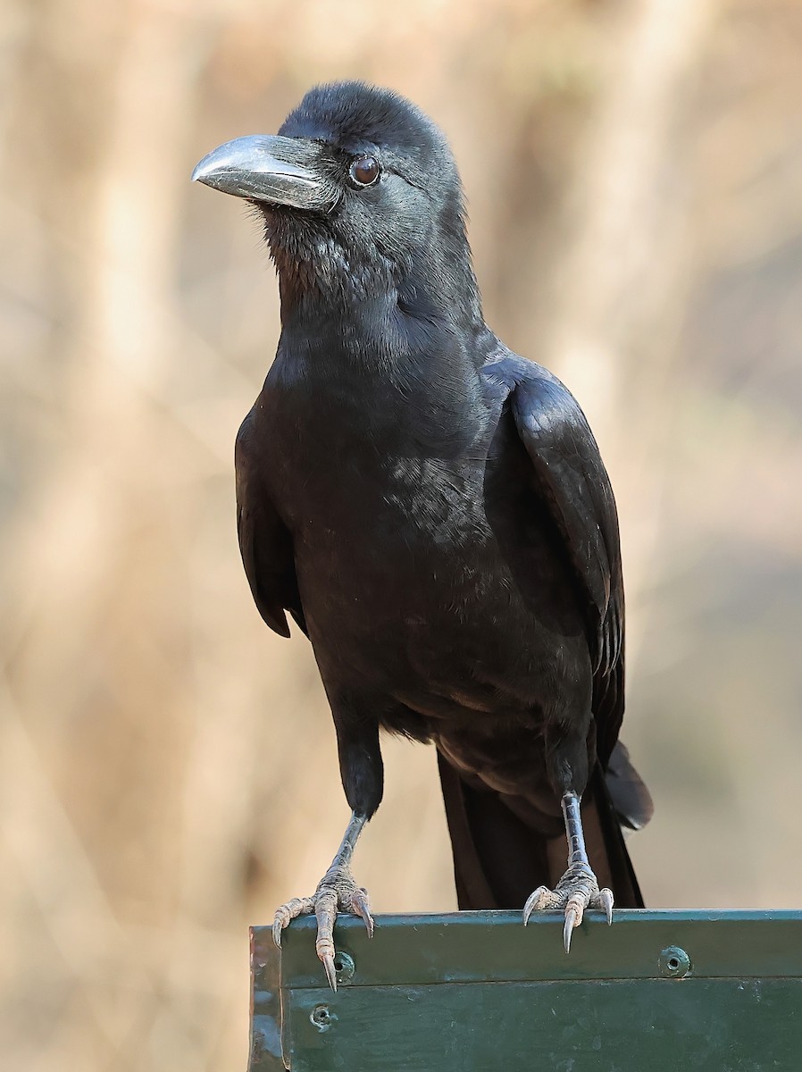 Large-billed Crow (Indian Jungle) - ML636241578